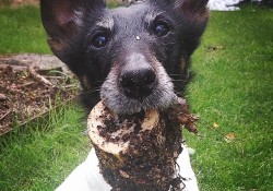 犬が思っている事