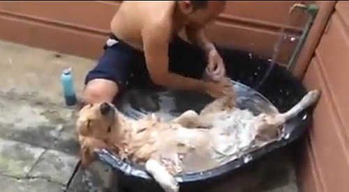 お風呂でリラックスする犬