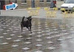 噴水と踊る犬