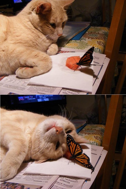 猫と蝶々