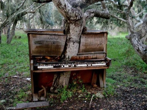 ピアノの間から生える木