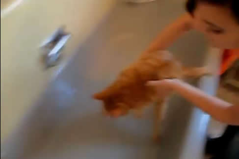 お風呂でノーという猫
