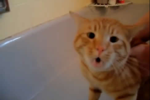 お風呂でノーという猫