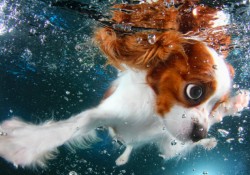 水中の仔犬