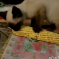 【面白動画】生のトウモロコシをナムナム言いながら食べるシャムの仔猫