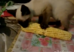 【面白動画】生のトウモロコシをナムナム言いながら食べるシャムの仔猫