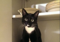 変な場所でくつろぐ猫