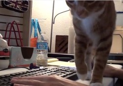 【面白動画】ねこ飼いが自宅で仕事をするとどうなるか？