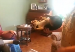 【面白動画】嫌いな人に抱っこされると死んだふりする犬