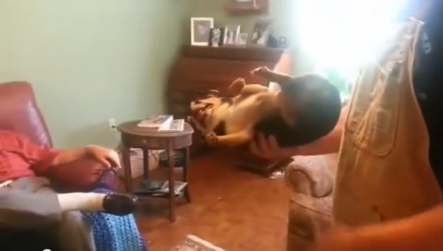 【面白動画】嫌いな人に抱っこされると死んだふりする犬