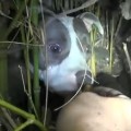 感動動画｜捨て犬の母親と仔犬を救出