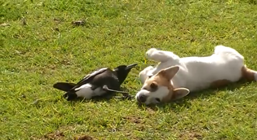 鳥と仔犬が仲良く遊ぶ姿