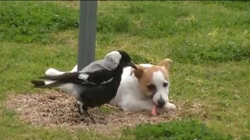 鳥と仔犬が仲良く遊ぶ姿