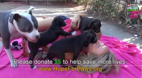 感動動画｜捨て犬の母親と仔犬を救出