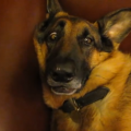 【面白動画】白目＆イビキで目覚めたらちょっと照れるジャーマンシェパード犬