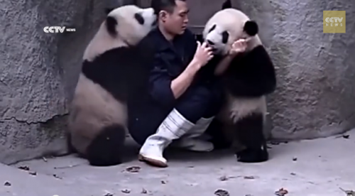 面白動画 薬を飲ませたい飼育員とじゃれつく2頭のパンダの攻防 地球ジャック