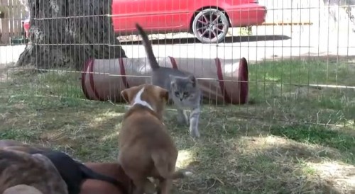面白動画｜ピットブルの仔犬10匹と１匹の仔猫