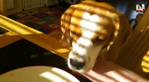 【面白動画】飼い主さんの朝食を物々交換しようとする犬
