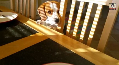 【面白動画】飼い主さんの朝食を物々交換しようとする犬