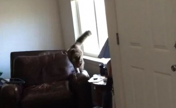【面白動画】猫だって飼い主の帰りを待ちわびている