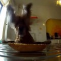 【面白動画】食べ物をゲットするまで必死顔で連続ジャンプを続ける犬