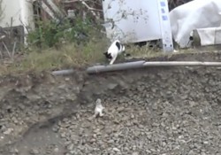 【感動動画】ドキドキハラハラ。崖に落ちた小さな仔ねこを救う母ねこ