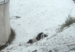 【面白動画】このパンダ以上に雪を楽しむ事ができるヤツいる？