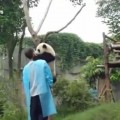 【面白動画】抱っこしてもらうまで寝たふりする甘えん坊のパンダちゃん