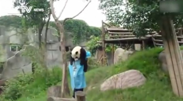 【面白動画】抱っこしてもらうまで寝たふりする甘えん坊のパンダちゃん