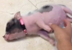 【面白動画】ついニヤニヤしちゃう！可愛い動物のVine動画