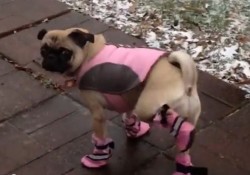 【面白動画】初めてブーティを履かされた犬たち