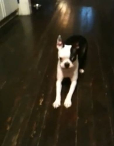 【面白動画】ボールを見ただけで喜び過ぎ反復飛びが止まらないボストンテリア犬