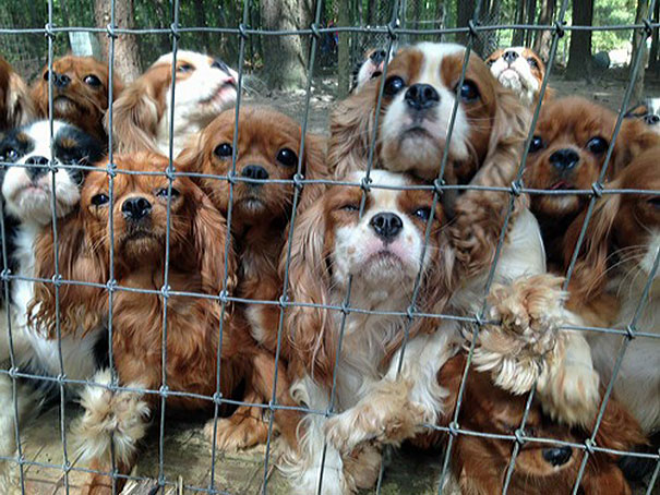 悪徳ブリーダーから108匹の犬を救え！「キャバリア・レスキュー・オペレーション」