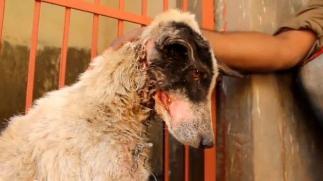 【感動動画】口に針金を巻かれ虐待された犬の心を癒した友達