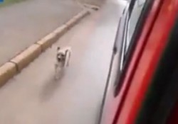 【感動動画】飼い主を載せた救急車を追いかけ続ける犬