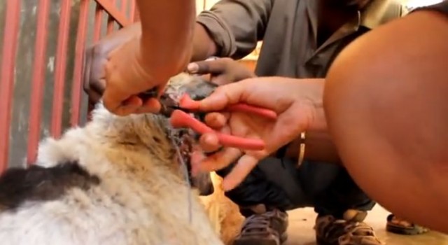 【感動動画】口に針金を巻かれ虐待された犬の心を癒した友達