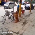 【面白動画】飼い主の自転車を守って、さらに自転車の後ろに乗る賢い犬