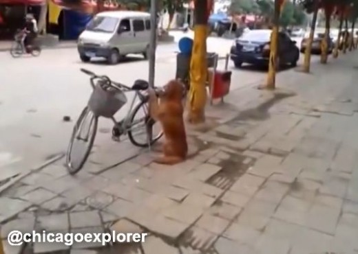 【面白動画】飼い主の自転車を守って、さらに自転車の後ろに乗る賢い犬