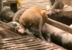 【感動動画】感電して瀕死の猿を仲間が蘇生。