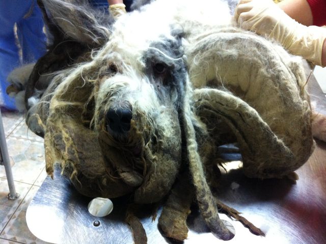 救助された毛玉の塊のようなホームレス犬が変身
