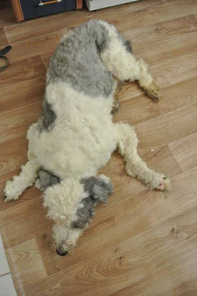救助された毛玉の塊のようなホームレス犬が変身