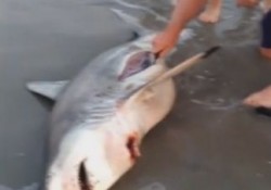 【驚愕動画】死んだサメのお腹から3匹のサメの赤ちゃんを救出！