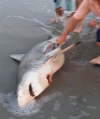 【驚愕動画】死んだサメのお腹から3匹のサメの赤ちゃんを救出！