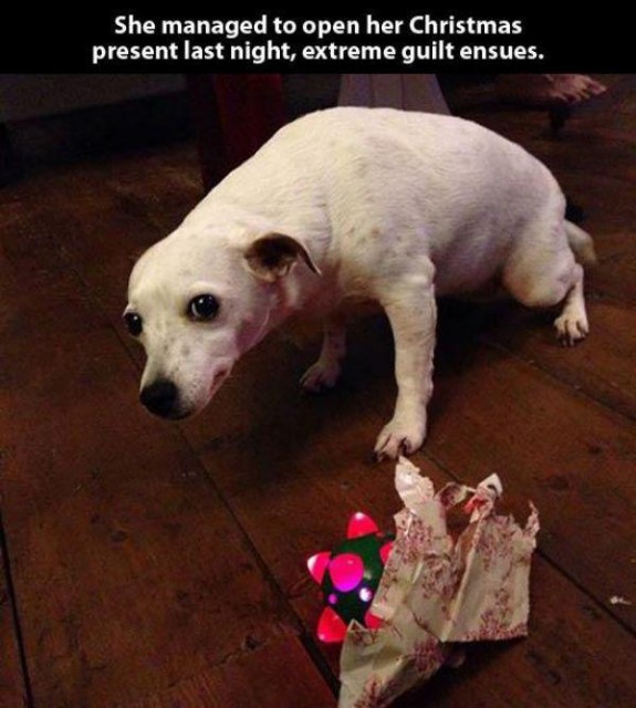 クリスマスプレゼントをとっても気に入った動物たち