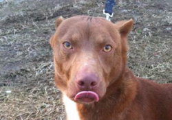 アメリカジョージア州の動物保護センターで里親を待っているのは、ピットブルとダックスフントのミックス犬のラミ君です。