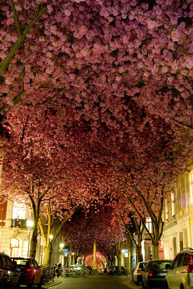 行ってみたい！世界のロマンチックで美しい並木道
