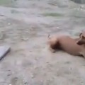 【面白動画】この犬の前で水に潜っちゃダメ！だってすごく優秀だから。