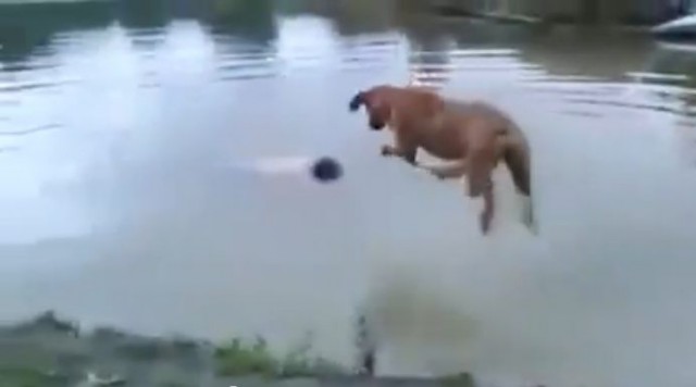 【面白動画】この犬の前で水に潜っちゃダメ！だってすごく優秀だから。