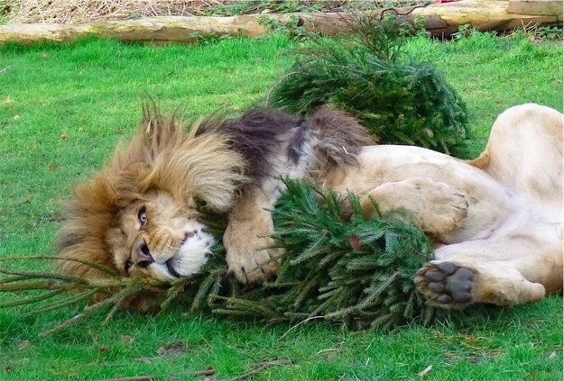 【面白動画】古いクリスマスツリーはライオンに上げましょう。