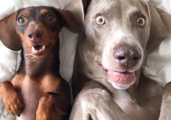 ネットで人気の2匹の犬ハーロウとインディアナの家に仔犬がやってきた！